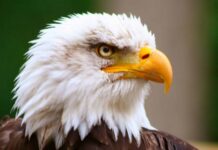 What Is An Eagle In Golf? what is an eagle in golf 1
